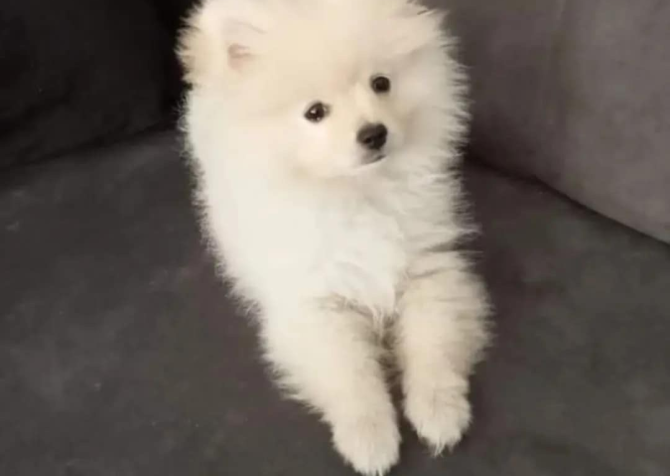 Pomeranian